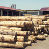 Продажа необработанной древесины 2021-2022: куда двигается рынок